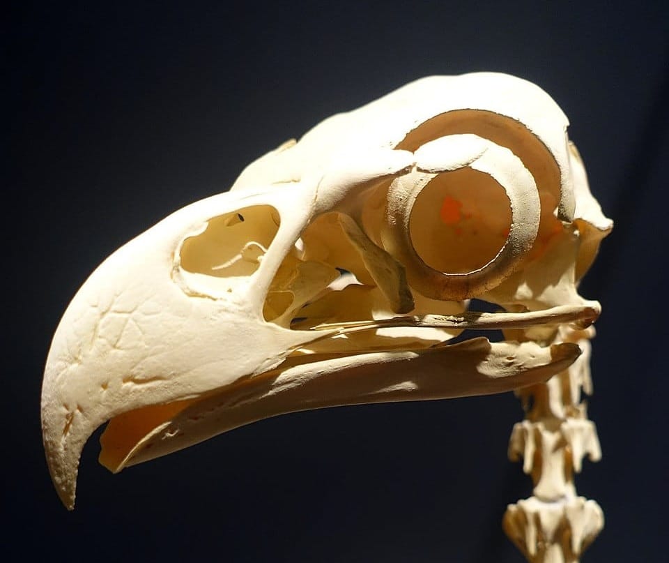 A bird skull with hooked beak and big eye sockets on black ground