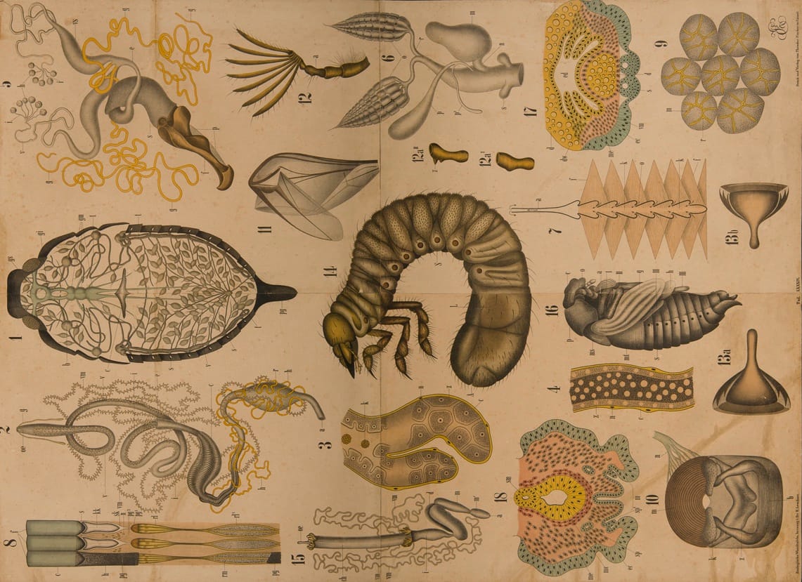 Antique anatomical diagrams of anthropods