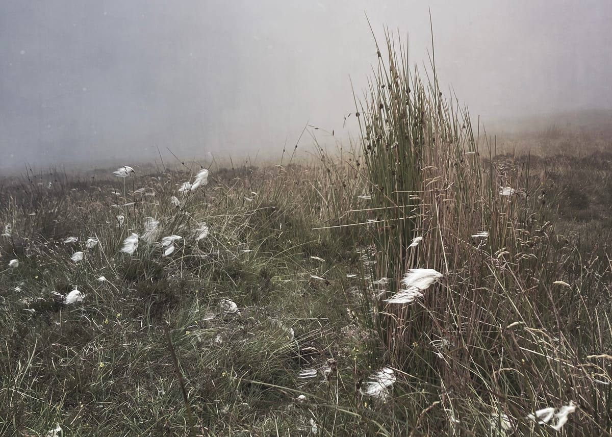 a photo of fluffy fleece like flowers growing with wild grass and heather. A low mist covers the ground obscuring the horizon