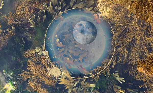 a digital collage of a full moon and seaweed in a rock pool