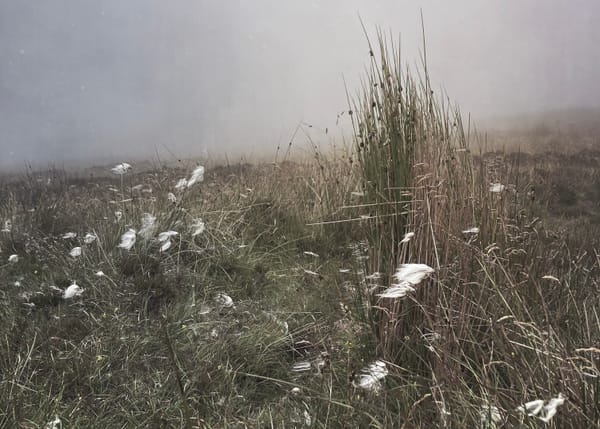 a photo of fluffy fleece like flowers growing with wild grass and heather. A low mist covers the ground obscuring the horizon